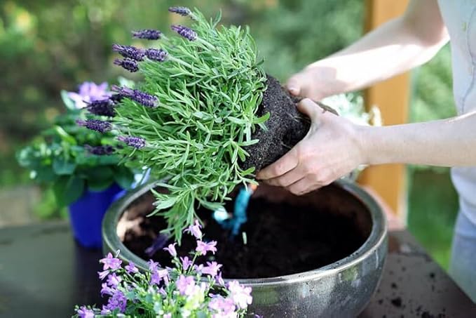 Gardenera Lavender Potting Mix - Crafted for Superior Performance and Fragrance - 10 QUARTS