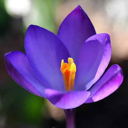 Rare Crocus Saffron Flower Bulbs for Planting, Crocus Sativus (10 Bulbs)