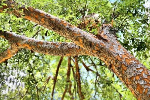 5 Chinese (Lacebark) Elm Trees - 12-24" Tall Live Plants - Fast Growing Bonsai Trees - Ulmus parvifolia