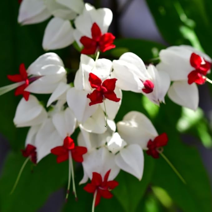 Bleeding Heart Plant Live, 4 to 8 Inch Tall, Clerodendrum Bleeding Heart Houseplant Well Rooted, Fragrant Bleeding Heart Vine (White Bleeding Heart)
