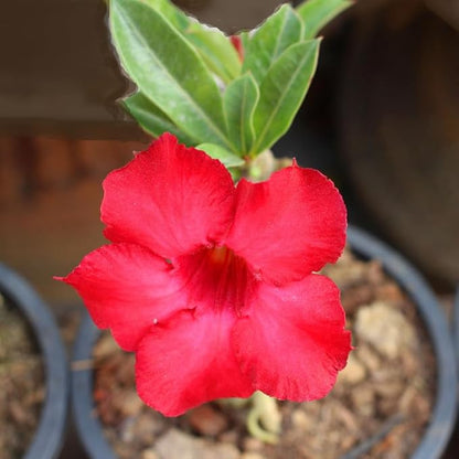 Red Desert Rose Plant Live, Adenium Desert Rose Flowers, Perennial Flowers Succulent Plant, Vibrant Bloom, 4 to 7 Inch Tall, Well Rooted