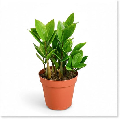 ZZ Plant 3/4/6/8" - Zamioculcas Zamiifolia Raven Plant- Indoor Easy Care House Plant - Live Plant (4" Pot – 9–11" Tall)