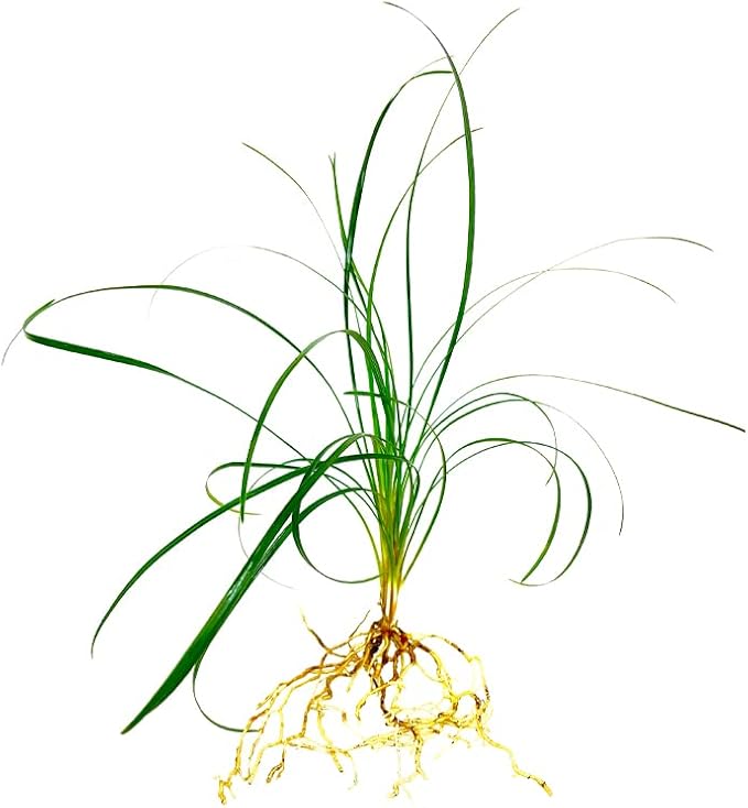 Mondo Grass Ophiopogon Japonicus | 50 Live Pips Bare Root Plants | Live Shade Loving Evergreen Groundcover Plants