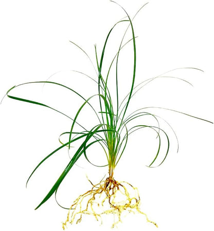 Mondo Grass Ophiopogon Japonicus | 10 Live Pips Bare Root Plants | Live Shade Loving Evergreen Groundcover Plants