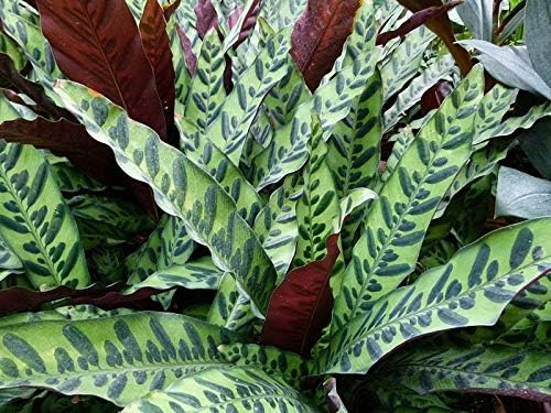 Rattlesnake Calathea - Live Plant in a 6 Inch Pot - Calathea Lancifolia - Beautiful Easy to Grow Air Purifying Indoor Plant