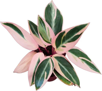 CoollectivePlants Stromanthe Triostar – 2 Live Plants in 2″ Grower’s Pots | Easy Care, Low Maintenance Indoor Houseplants, Includes UniHeat Pack for Winter Protection