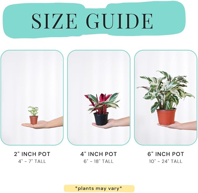 CoollectivePlants Calathea Plant Live Collection – Set of 4 Live Calathea Plant Varieties in Grower's Pot, Live Indoor House Plants, House Plants Indoors Live