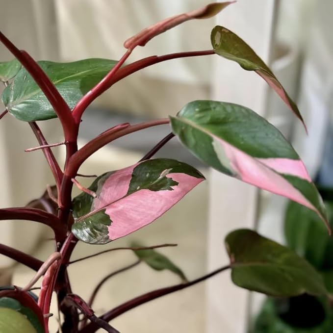 Pink Princess Philodendron Live Plant | Easy Plants Live Houseplants with 4 Inch Pot | Philodendron Pink Princess Plant for Indoor Home & Office