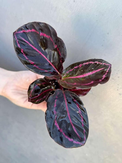 PLANTVERS Live Calathea Plant in 2" Grow Pot – Easy Care & Low Maintenance Tropical Houseplant – Air Purifying Indoor Plant for Low Light & Home Décor (Calathea Roseopicta ‘Dottie’)