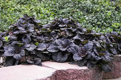 Greenwood Nursery: Live Ground-Cover Plants - Mahogany Bugleweed + Ajuga Reptans - [Qty: 10x Pint Pots] - (Click for Other Available Plants/Quantities)