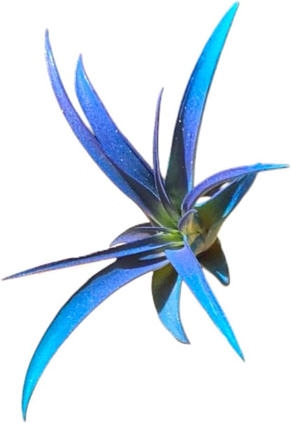 Rainforest Grown Capitata Amethyst Teal Enhanced Color Air Plant - Live Tillandsia - 5 to 8 inches - 30 Day Guarantee