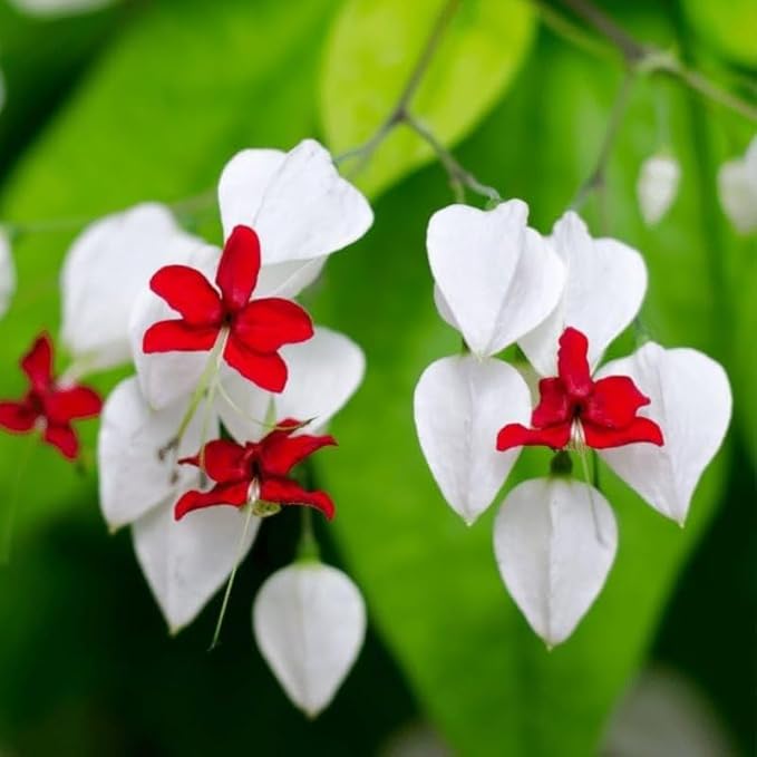 Bleeding Heart Plant Live, 4 to 8 Inch Tall, Clerodendrum Bleeding Heart Houseplant Well Rooted, Fragrant Bleeding Heart Vine (White Bleeding Heart)
