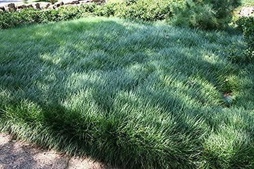 Mondo Grass Ophiopogon Japonicus | 100 Live Pips Bare Root Plants | Live Shade Loving Evergreen Groundcover Plants