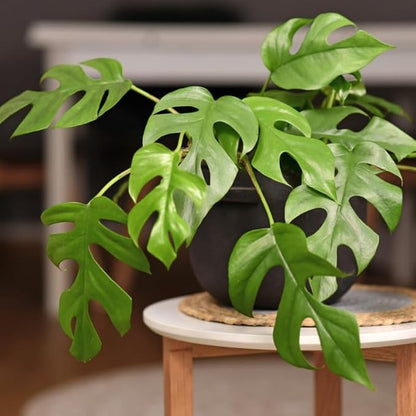 Rare Monstera Plant, Monstera Live Plant Fully Rooted, Ready to Grow Philodendron 4-8 Inches, Live Houseplants, Indoor Plants (Split-Leaf Monstera)