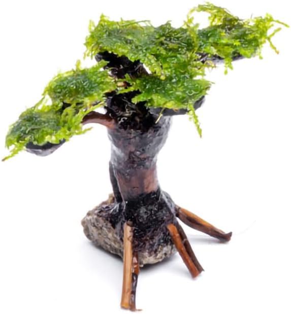 SubstrateSource Live Planted Decor - Moss on Bonsai (Aquascaping Tree) - Low to Moderate Light, Bright Green Freshwater Accent for Aquatic Layouts, Midground Placement Centerpiece - Small, 1 Pack