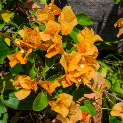 Set 2 Yellow Gold Bougainvillea Plants Live, 5-8" Perennial Colorful Bougainvillea Plant for Outdoor Garden, Patio, Well Rooted