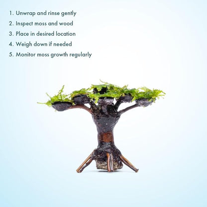 SubstrateSource Live Planted Decor - Moss on Bonsai (Aquascaping Tree) - Low to Moderate Light, Bright Green Freshwater Accent for Aquatic Layout, Midground Placement Centerpiece - Large, 1 Pack