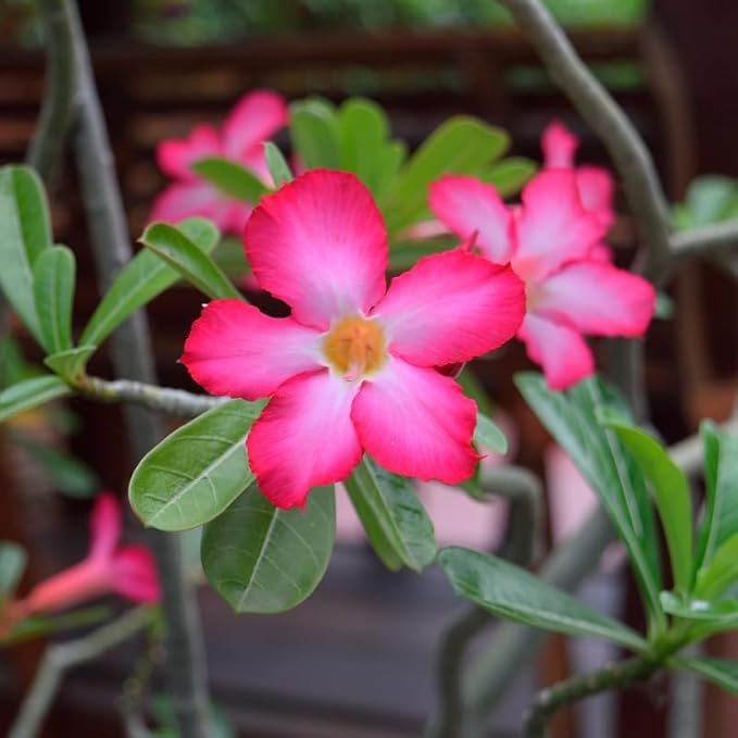 Pink Desert Rose Plant Live, Adenium Desert Rose Flowers, Perennial Flowers Succulent Plant, Vibrant Bloom, 4 to 7 Inch Tall, Well Rooted