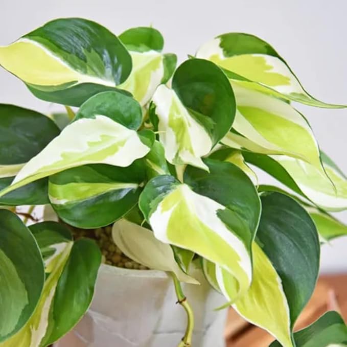 2 Rare Philodendron Live Plants Varieties Collection, Philodendrons Plants Size 5-9 Inc for Indoor Houseplant Décor, Ornamental Tropical Well-Rooted (Random Philodendron Plants)