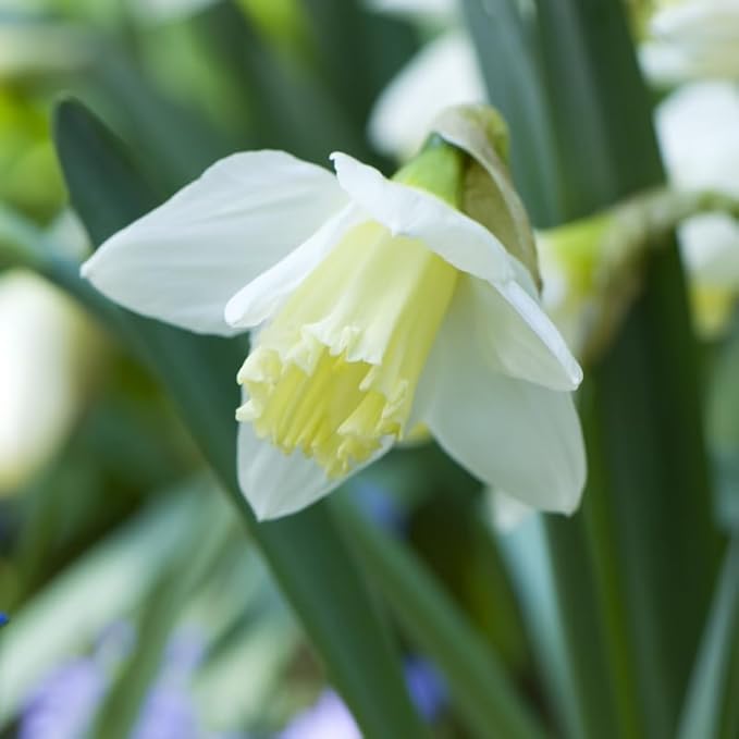 Ice Follies Daffodil Flower Bulbs - 4 Bulbs per Pack - Deer Resistant - Good as Cut Flowers - Good for Indoor Forcing - Grows Well in Containers - Naturalizing - Perennializing