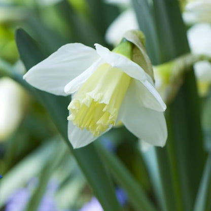 Ice Follies Daffodil Flower Bulbs - 4 Bulbs per Pack - Deer Resistant - Good as Cut Flowers - Good for Indoor Forcing - Grows Well in Containers - Naturalizing - Perennializing