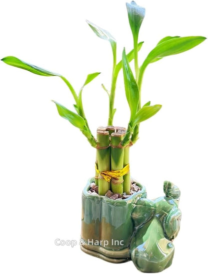 Generic Coop & Harp Small Lucky Bamboo Live Indoor Plant with Ceramic Vase, Live Indoor Lucky Bamboo for Home, Office and Gift (Elephant), Green