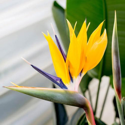 Yellow Bird of Paradise | 10 Live Plants | Mandela's Gold | Strelitzia Reginae | Beautiful Rare Foliage Specimen