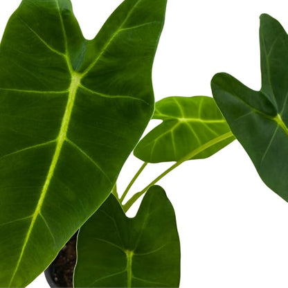 BubbleBlooms Green Velvet, Alocasia Frydek, Micholitziana in a 4 inch Pot