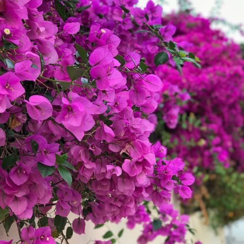 Set 2 Pink Bougainvillea Plants Live, 5-8" Perennial Colorful Bougainvillea Plant for Outdoor Garden, Patio, Well Rooted