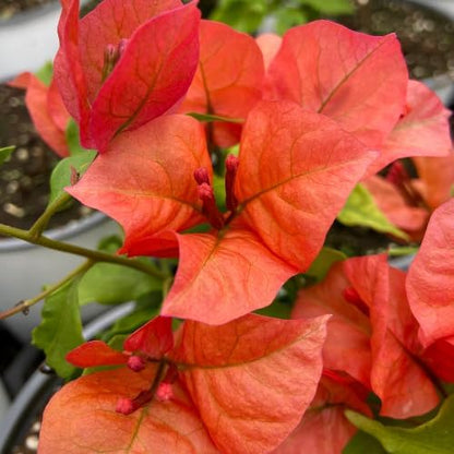 Set 2 Orange Bougainvillea Plants Live, 5-8" Perennial Colorful Bougainvillea Plant for Outdoor Garden, Patio, Well Rooted
