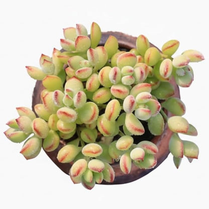 Live Cotyledon Pendens Plant, Trailing Succulent in 4Inch Pot for Indoor Planting