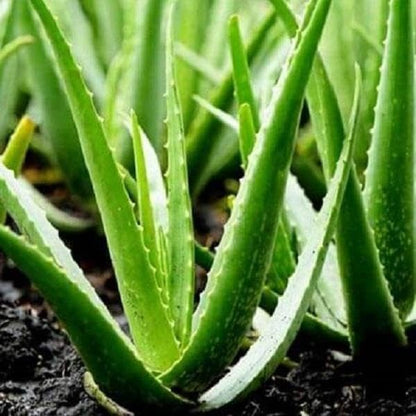 Aloe Vera Aloe Vera Plant for Garden in Size 4 Inch Pot | Vibrant, Low-Maintenance Aleo Plant for Patio, Balcony & Indoor Spaces | Perfect for Beginners & Green Home Styling