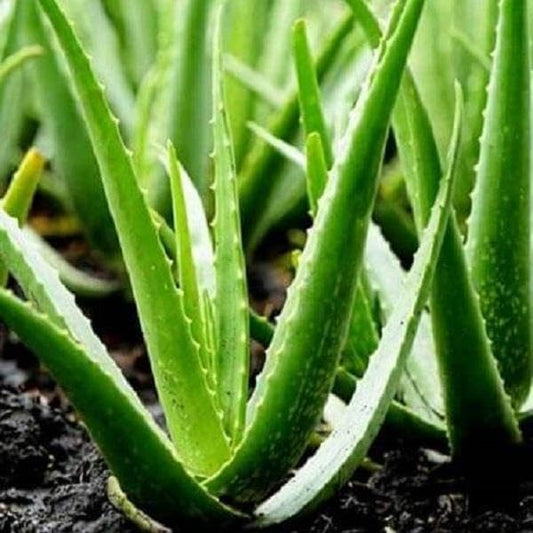 Aloe Vera Aloe Vera Plant for Garden in Size 4 Inch Pot | Vibrant, Low-Maintenance Aleo Plant for Patio, Balcony & Indoor Spaces | Perfect for Beginners & Green Home Styling