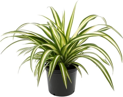 GARDENERA Premium Spider Plant Potting Soil Mix - (3 Quart Bag)