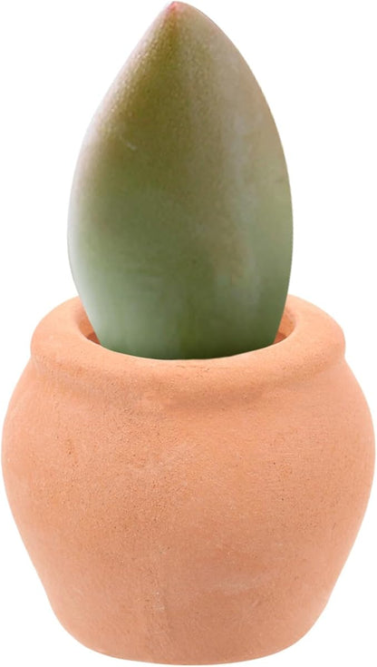COHEALI 8PCS Mini Terracotta Flower Pots for Succulent Plants Clay Planters for Desktop Windowsill Nursery and Home Decoration