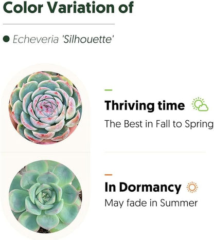 Live Succulent Echeveria 'Silhouette', Approx 2-inch Large, Potted Succulents, Fully Rooted, Easy Care House Plants