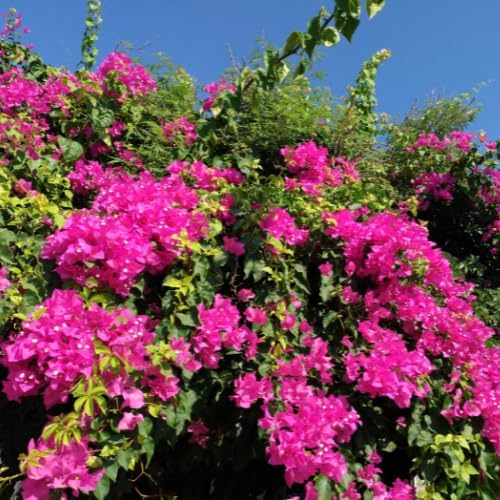 Set 2 Bright Pink Bougainvillea Plants Live, 5-8" Perennial Colorful Bougainvillea Plant for Outdoor Garden, Patio, Well Rooted