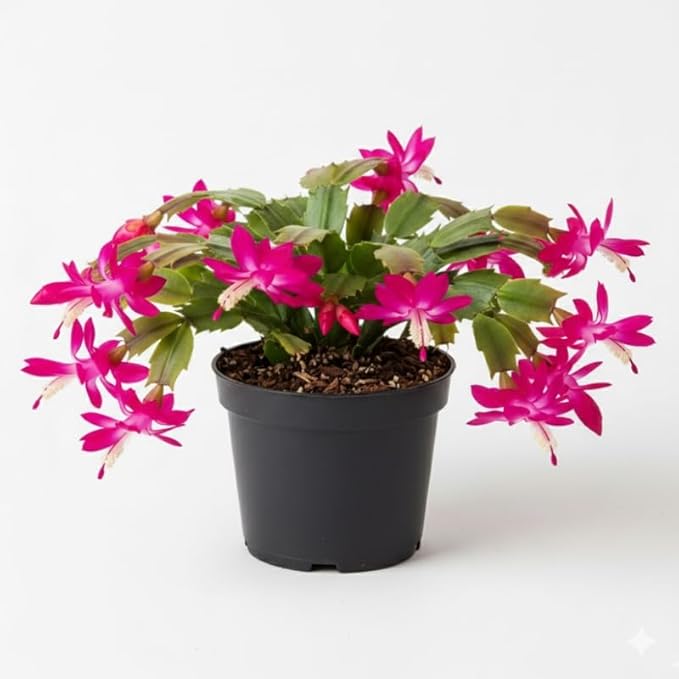 Pink Purple Christmas Cactus Plants Live in 4 Inch Pot, Perennial Christmas Thanksgiving Cactus Plants Potted, Vibrant Flower Holiday Houseplant Indoors Outdoors