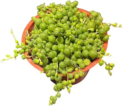 String of Pearls Plant Live for Planting, Hanging Succulent Plant for Indoor Outdoor in 4 Inch Pot