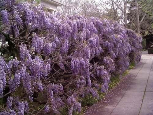 Purple Chinese Wisteria Tree - 6-12" Tall Seedling - 2.5" Pot - Live Plant - Wisteria sinensis
