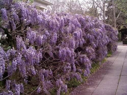 Purple Chinese Wisteria Tree - 6-12" Tall Seedling - 2.5" Pot - Live Plant - Wisteria sinensis