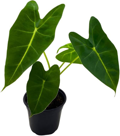 BubbleBlooms Green Velvet, Alocasia Frydek, Micholitziana in a 4 inch Pot