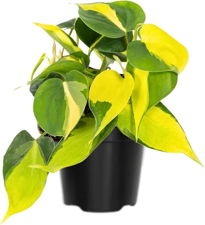 Stripe Philodendron, Fully Rooted Live Plant in 4-Inch Pot, Indoor Houseplant