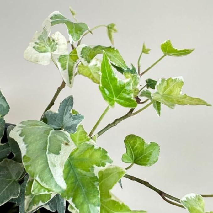 Live English Ivy Plant, Live Indoor Houseplant 4 Inch Pot, Hardy Groundcover, Trailing, Climbing Plants - Variegated White Ivy