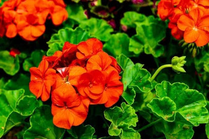 Park Seed Geranium Flowering Plant Seeds, Compact Maverick Orange Variety with Bright Fluorescent Blooms, Heat and Humidity Tolerant, Pack of 10
