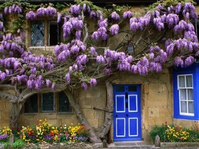 Blue Moon Wisteria Vine - Massive Foot Long Fragrant Flowers - Attract Hummingbirds - 2 - Year Plant by - Japanese Maples and Evergreens®