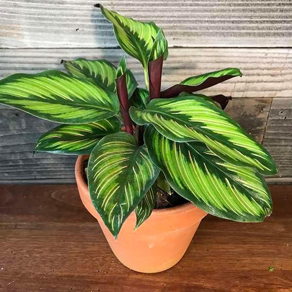 Calathea Beauty Star Live Plant for Indoor | Different Houseplants in 4'' & 6'' Pot | Real House Plant for Living Room, Office, Desk & Bathroom | Peacock Plant | Zebra Plant
