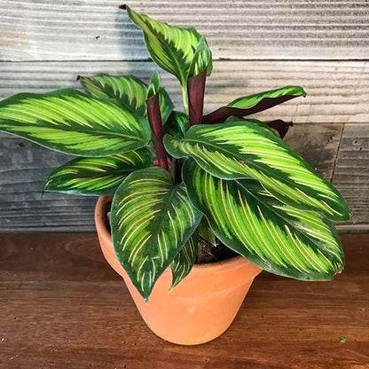 Calathea Beauty Star Live Plant for Indoor | Different Houseplants in 4'' & 6'' Pot | Real House Plant for Living Room, Office, Desk & Bathroom | Peacock Plant | Zebra Plant