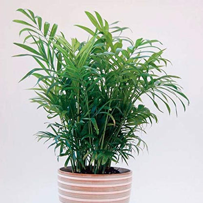 Neanthe Bella Parlor Palm - 3 Live Plants in 6 Inch Pots - Chamaedorea Elegans - Beautiful Clean Air Indoor Houseplant
