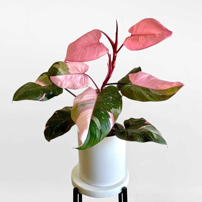 Philodendron Pink Princess Live Plant | Pink Princess Philodendron in 4 Inch Pot | Easy Plants Live Houseplants for Home & Office Décor